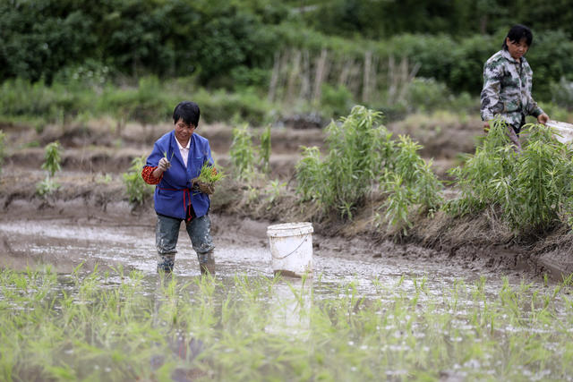 初夏时节 水稻 抢抓农时 插秧 农事忙 