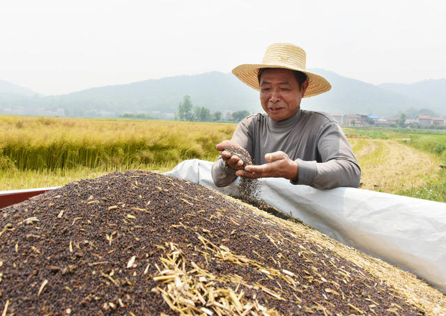 农业  油菜种植  收获季  收割机 
 增效增收