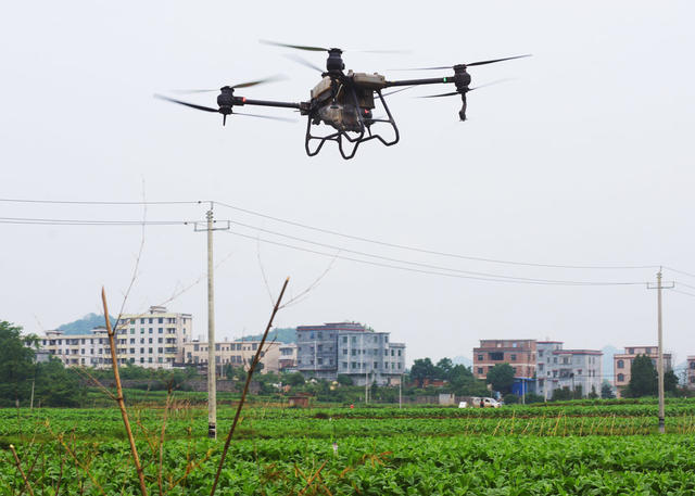 嘉禾：飞防作业