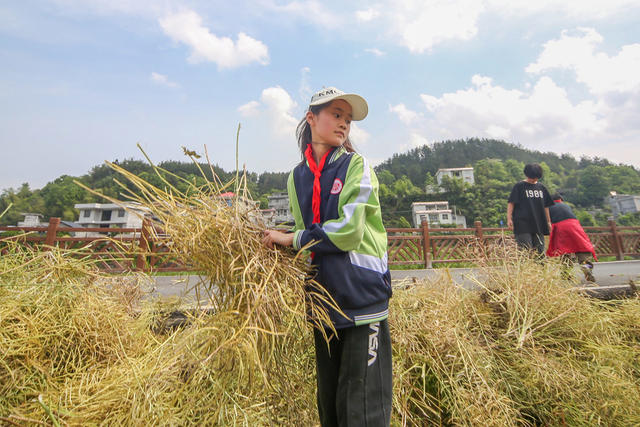 湖南，湘西，劳动，研学，体验，农业