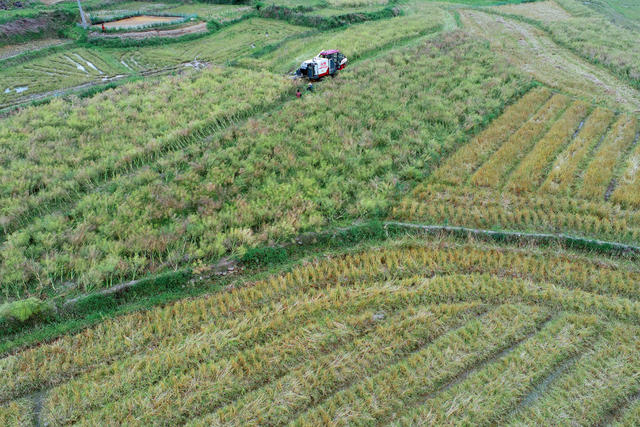 湖南桂东 初夏 抢收 油菜 村民