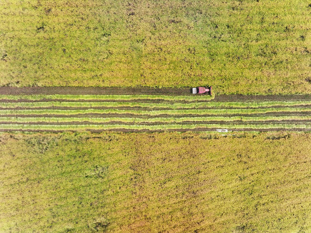 农业  油菜种植  收获季  收割机 
 增效增收