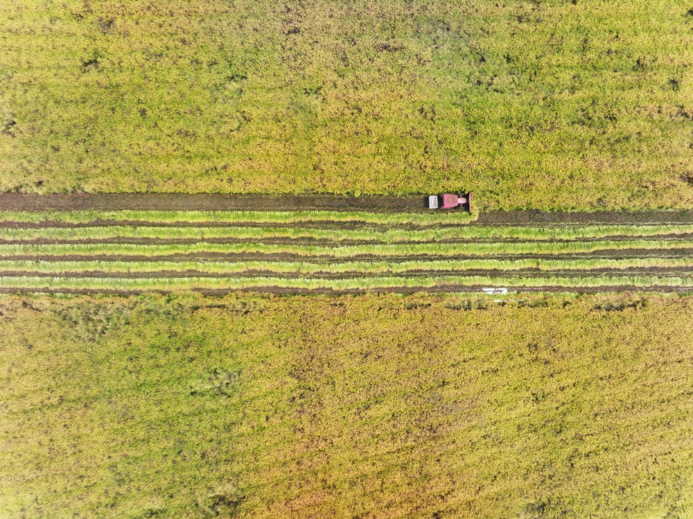 农业  油菜种植  收获季  收割机 
 增效增收
