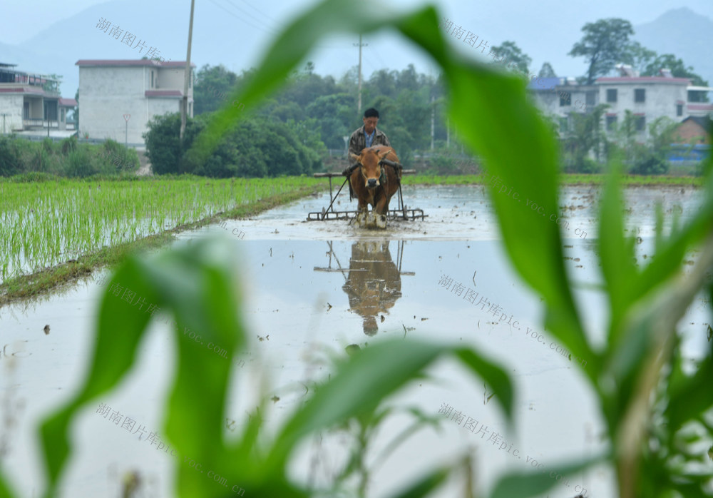 田间耕作 开犁季节  农业增效
农民增收