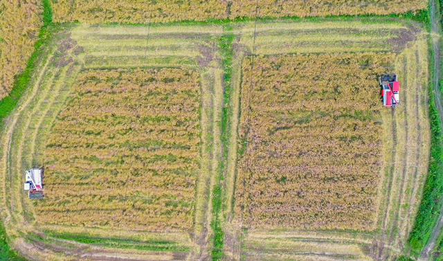 机械收割  现代农业  油菜 节本增效