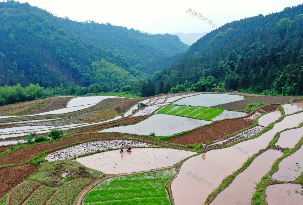 嘉禾：高山梯田耕作忙