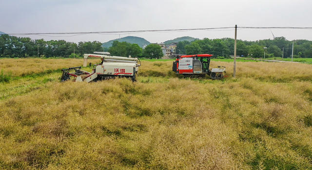 机械收割  现代农业  油菜 节本增效