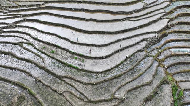 洪江市 大崇乡 盘龙梯田 抛秧 春耕