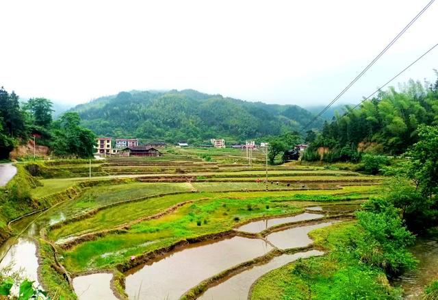 梯田 插秧 作业