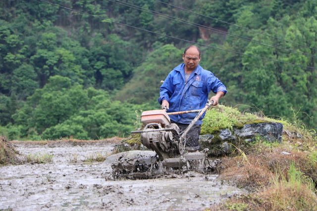 洪江市 大崇乡 盘龙梯田 抛秧 春耕