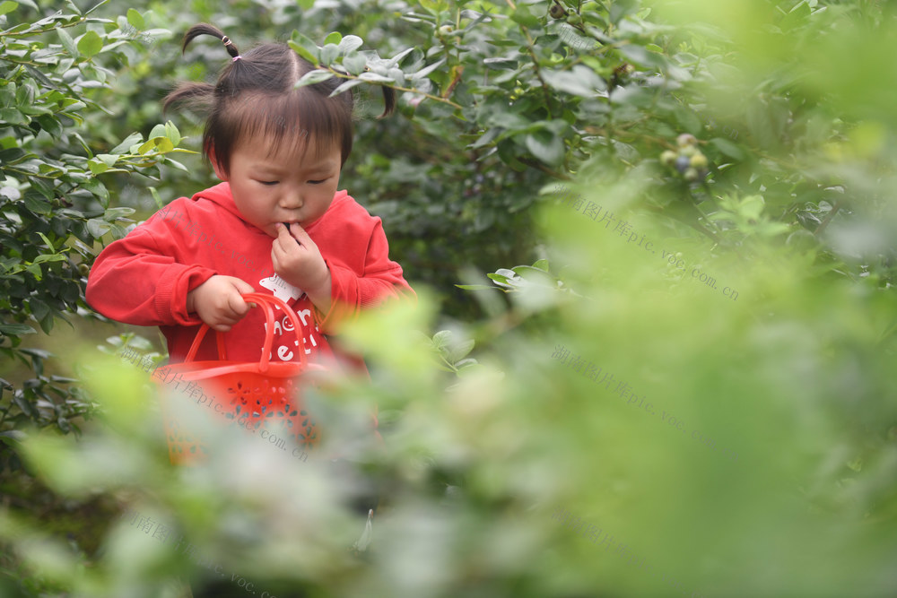 采摘
蓝莓
道县