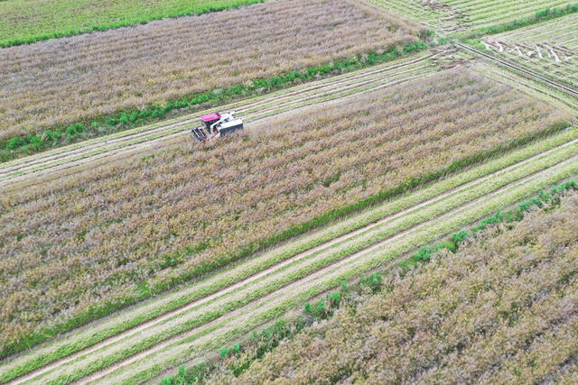 油菜籽  成熟  农机  收割  农民  增收