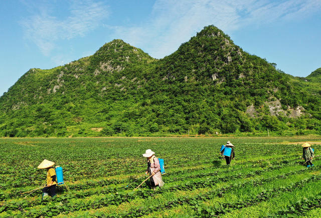 蓝山：初夏田间管护忙