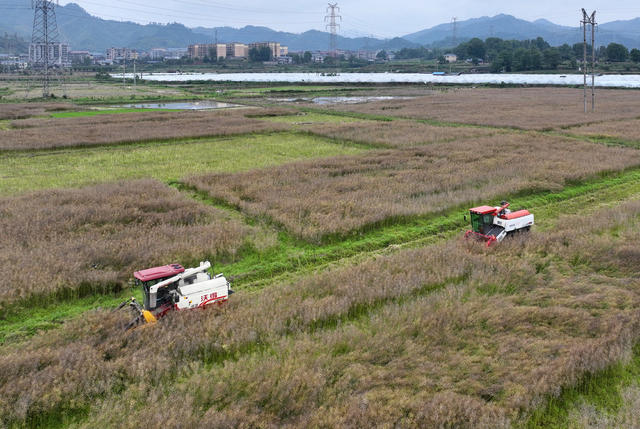 田间地头收割忙