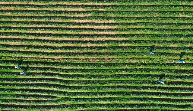 蓝山：初夏田间管护忙