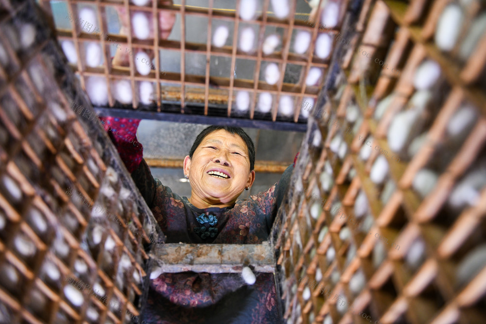 蚕茧
丰收
乡村振兴
道县
