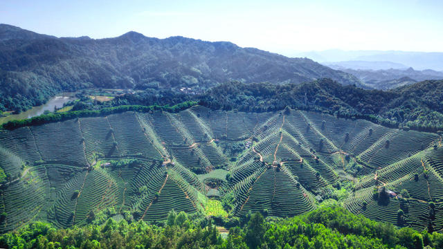 通道 发展 茶叶 种植 村民 采摘 夏茶 忙