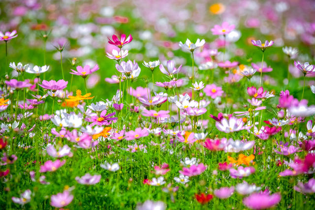 鲜花 打卡 游玩 美景