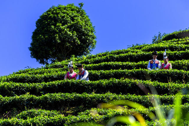通道 发展 茶叶 种植 村民 采摘 夏茶 忙