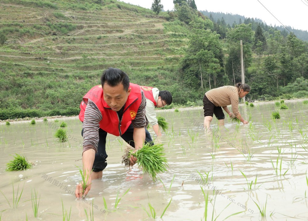 党员“帮帮团” 助农插秧忙
 
