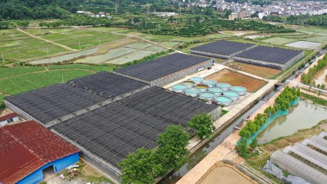 渔业、工厂化、分红、乡村振兴