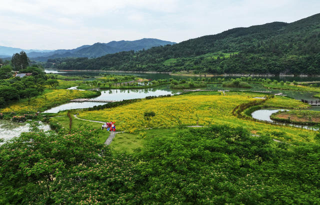 资兴 杭溪湿地公园 金鸡菊