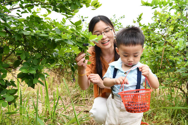 农旅融合、蓝莓采摘、农旅综合体、群众增收