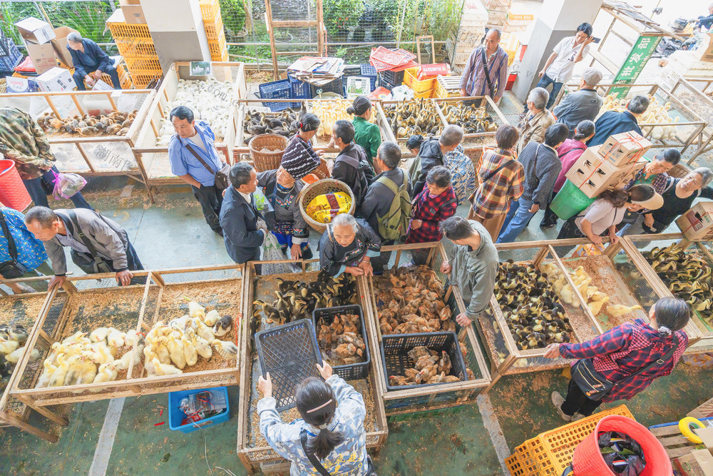 吉首市乾州农贸市场   家禽幼崽俏销  发展家庭禽畜经济
