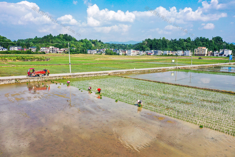 湖南，湘西，初夏，农事，农忙，插秧，管护，收割,农民，忙碌
