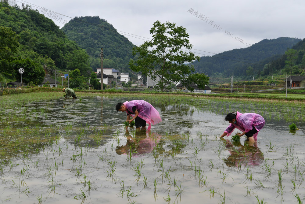农业 生产 节气 小满 插秧
