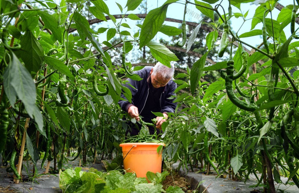 初夏 蔬菜 辣椒 农户 上市 增收