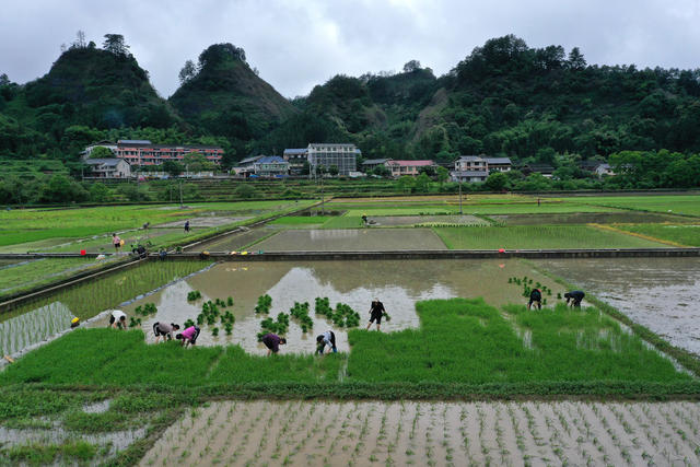 农户  抢插 秧苗 雨后 志愿者 帮扶 丰收 基础
