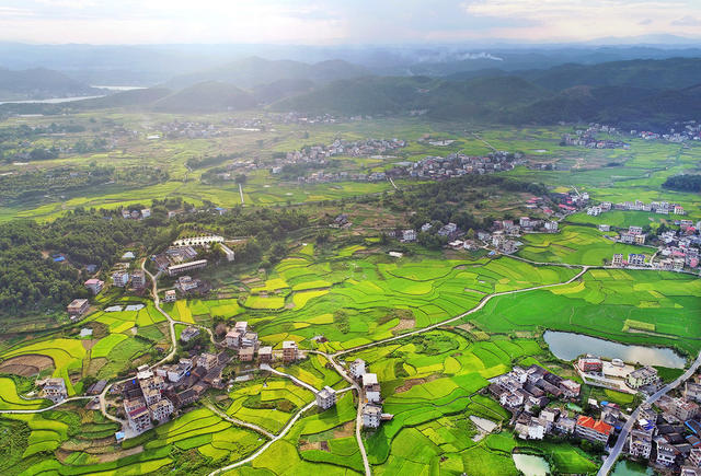 邵阳县塘渡口镇霞塘云村 中稻 种粮补贴 粮食