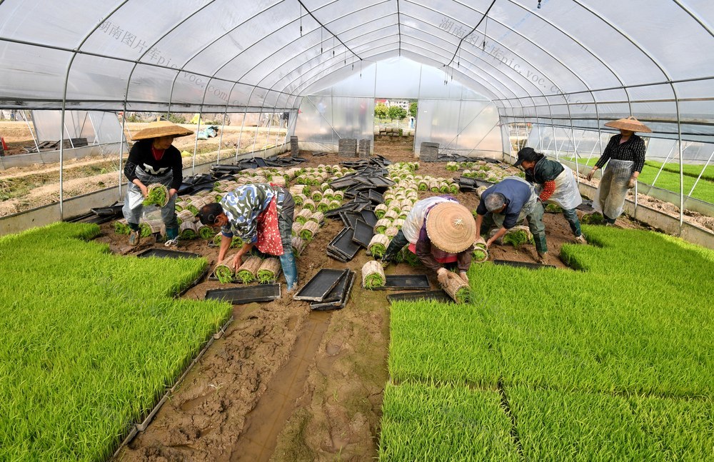 邵阳县五峰铺镇大田村 秧苗 播种 育秧
