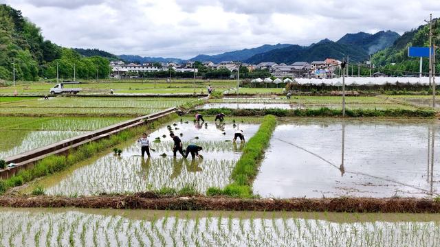 农业、水稻、劳动、农民、粮食生产