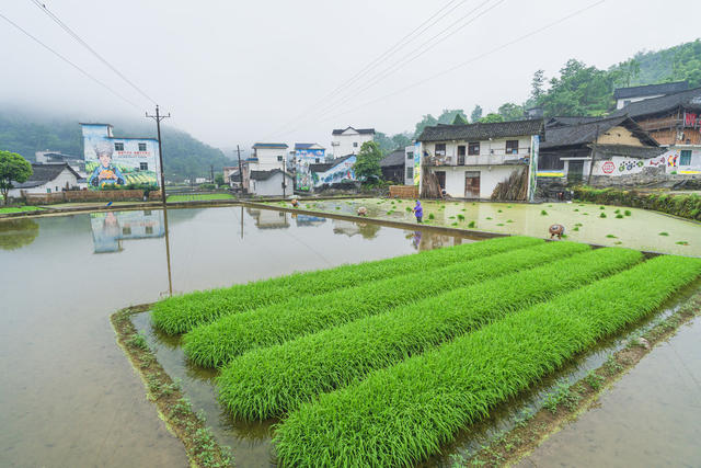 换季轮作好时节  风雨无阻，插夏秧