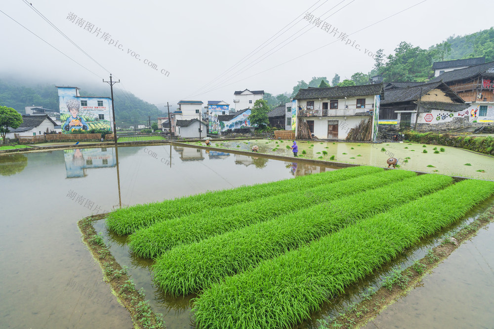 换季轮作好时节  风雨无阻，插夏秧