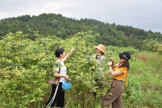 蓝莓熟 引游客
