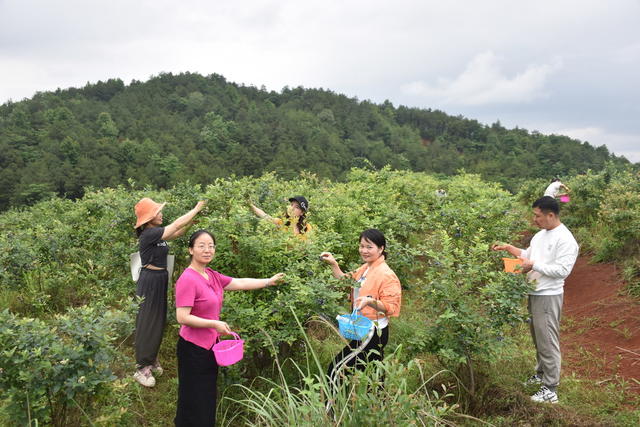 蓝莓熟 引游客
