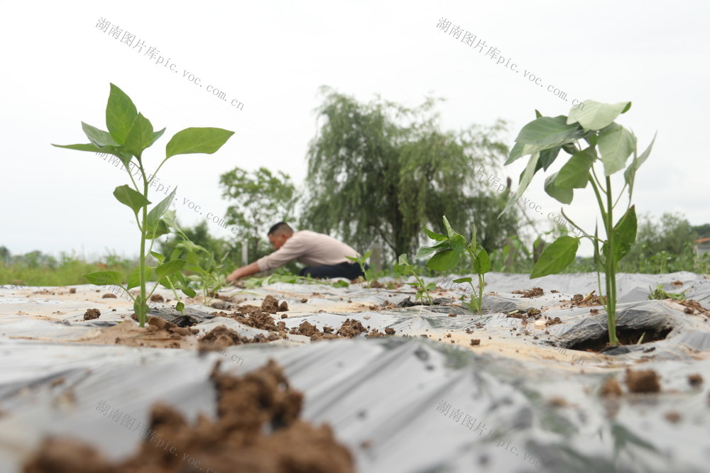 小满节气  农事  农业生产