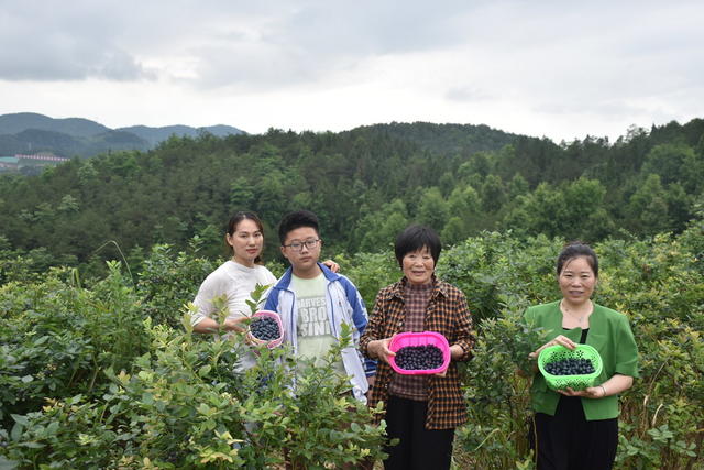 蓝莓熟 引游客