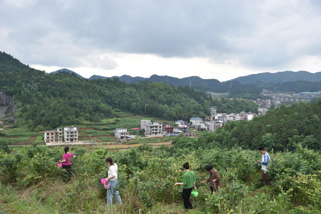 蓝莓熟 引游客