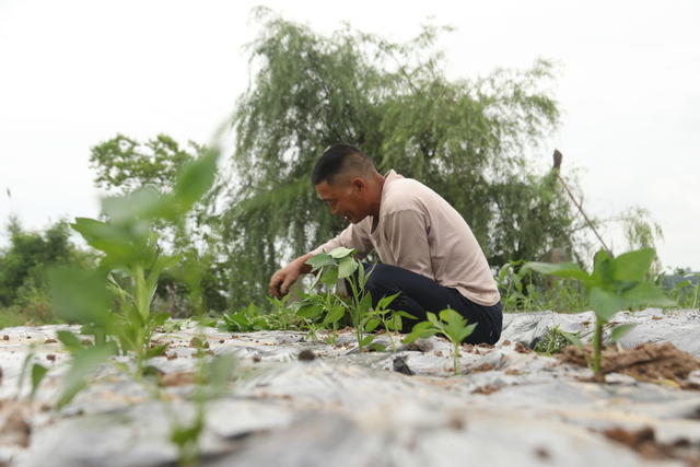 小满节气  农事  农业生产