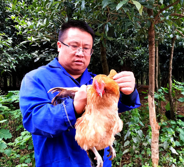 邵阳县 杨小毛 鸡