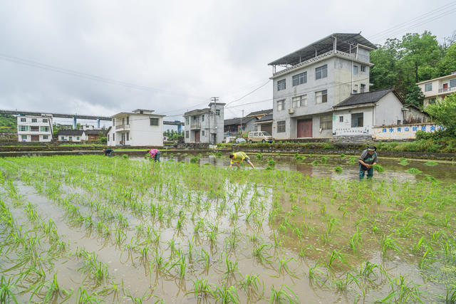 小满节气  吉首市矮寨镇排兄村村民们抢抓农时栽插杂交水稻  田间一片繁忙。
