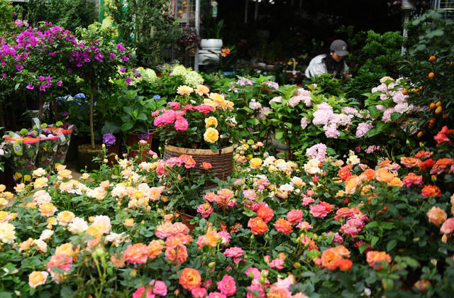 初夏 花卉 市民  环境