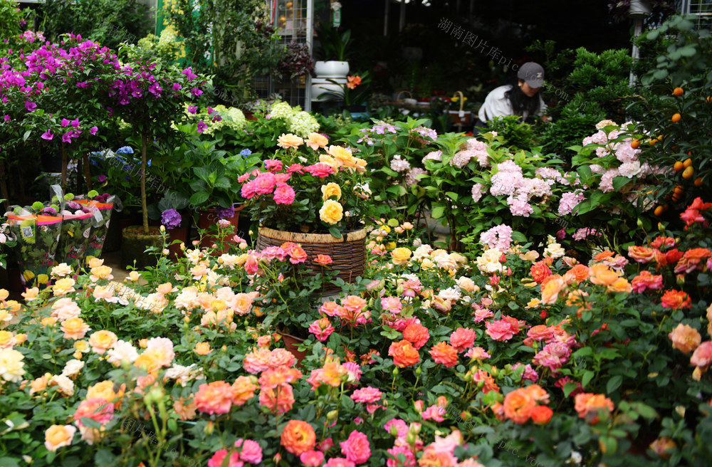 初夏 花卉 市民  环境
