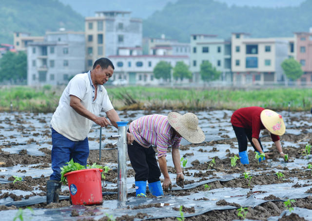 嘉禾：蔬菜产业  助民增收
