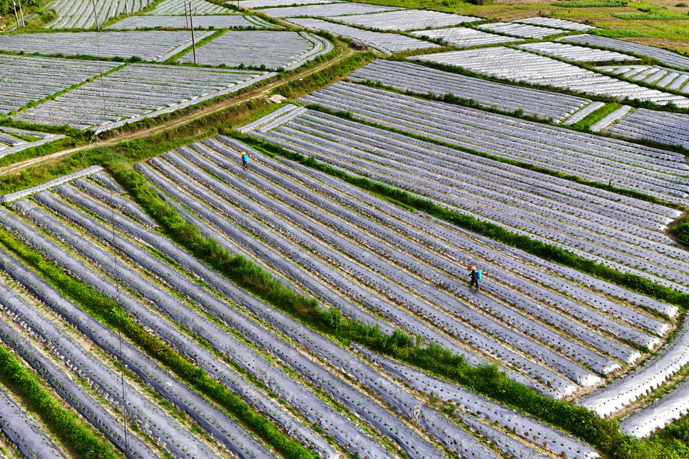 玉米、粮食安全、农忙、田间管理、粮食作物