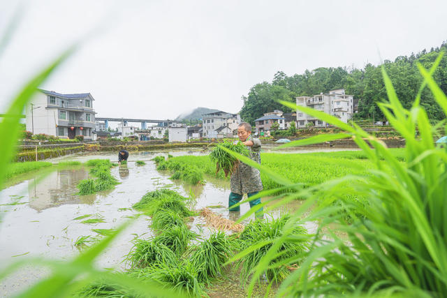 小满节气  吉首市矮寨镇排兄村村民们抢抓农时栽插杂交水稻  田间一片繁忙。